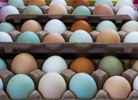 在美国买鸡蛋 要读懂7种标签_图1-2