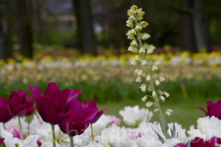 布鲁塞尔大拜哈尔登城堡（Château de Grand-Bigard）公园的第十二届春季花卉展览。（萧依然／大纪元）