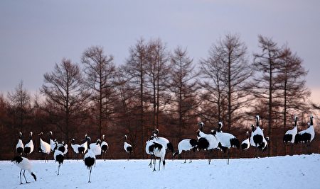 900只丹顶鹤在白雪覆盖的日本北海道钏路鹤居村广大湿地上活动着，场面壮观。(Koichi Kamoshida/Getty Images)