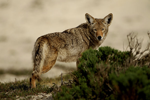 郊狼在休斯頓地區的數量正在增加。（圖片來源︰Ezra Shaw / 2010 Getty Images）