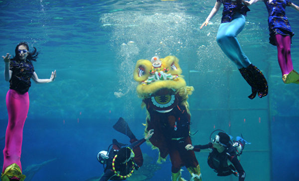2012年1月23日，印尼雅加达，海洋水族馆的工作人员为庆祝中国新年在水中进行舞狮表演（ADEK BERRY / AFP ImageForum）