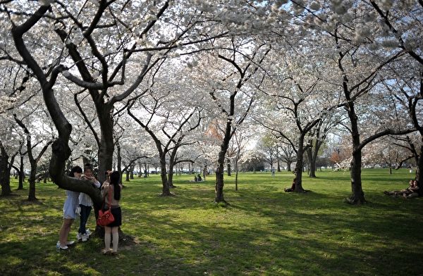 今年春天美國東北部地區的氣溫比往年略高，使得美國首都華盛頓的潮汐湖畔櫻花提前綻放。（MLADEN ANTONOV/AFP）