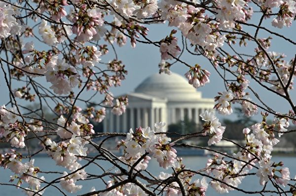 今年春天美国东北部地区的气温比往年略高，使得美国首都华盛顿的潮汐湖畔樱花提前绽放。（MLADEN ANTONOV/AFP）