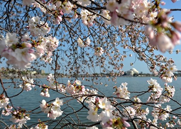 2012年3月17日，美国首都华盛顿的潮汐湖畔樱花绽放。（SAUL LOEB/AFP）