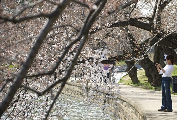 美国华盛顿一年一度的樱花节，吸引大批民众阖家前来观赏。（SAUL LOEB/AFP）