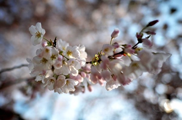 2012年3月17日，美國首都華盛頓的潮汐湖畔櫻花綻放。（SAUL LOEB/AFP）