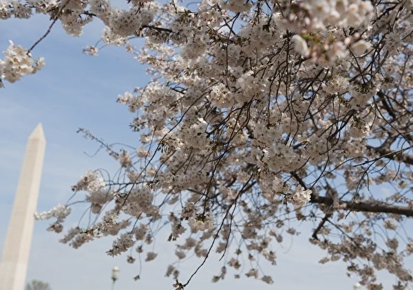 2012年3月15日，美國首都華盛頓的潮汐湖畔櫻花綻放。（SAUL LOEB/AFP）