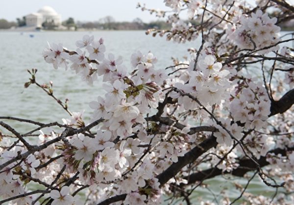 2012年3月15日，美國首都華盛頓的潮汐湖畔櫻花綻放。（SAUL LOEB/AFP）