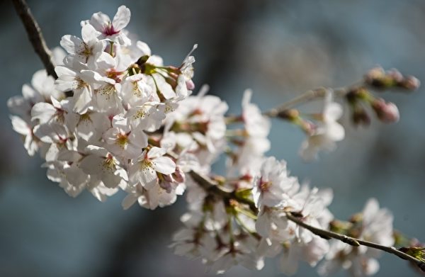 2012年3月15日，美国首都华盛顿的潮汐湖畔樱花绽放。（SAUL LOEB/AFP）