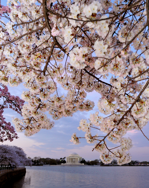 2012年3月19日，美国首都华盛顿的潮汐湖畔樱花绽放。（KAREN BLEIER/AFP）