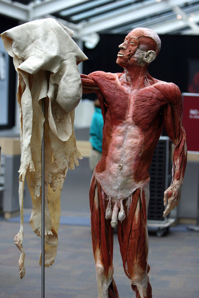 大連「馮•哈根斯生物塑化公司」近幾年在全球進行「人體世界」的屍體巡迴展覽，但至今仍無法說清展覽的屍體來源。圖為，2008年4月到9月在美國洛杉磯的展覽。（AFP PHOTO / GABRIEL BOUYS）