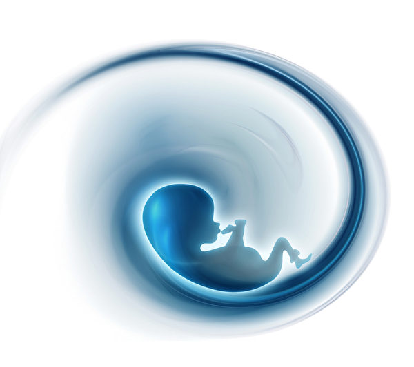 胚胎（Fotolia）