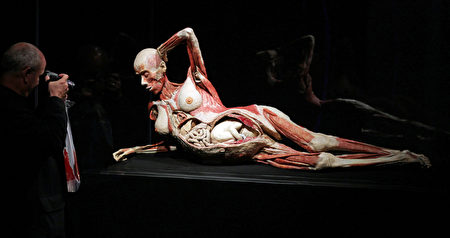 大连“冯•哈根斯生物塑化公司”近几年在全球进行尸体巡回展览，其中，有一具冯·哈根斯塑化的怀孕妇女和她肚中孩子的尸体标本来源备受争议。图为，2010年9月12日，在德国的尸体展。 （AFP PHOTO / JAN WOITAS GERMANY OUT）