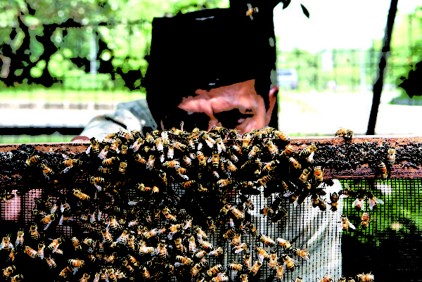 印度雅加达治疗疾病所使用的蜜蜂（Photo by Dimas Ardian/Getty Images）