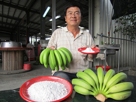 屏東縣蕉農利用青香蕉，製作香蕉抗性澱粉，受到日本人青睞，蕉農邱永豐準備量產，外銷日本。（屏東縣政府農業處提供）