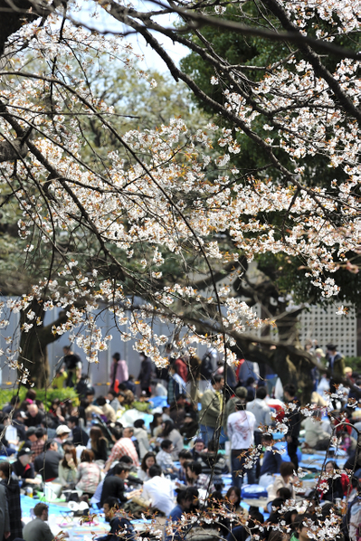 上野公园也是每年四月日本赏樱名所。（摄影：牛彬／大纪元）