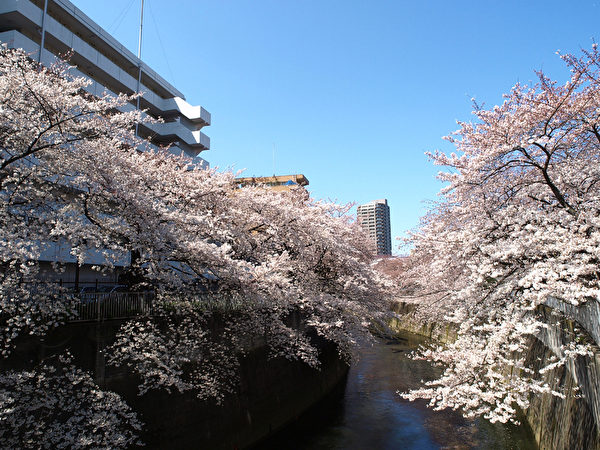 每年4月櫻花盛開的季節，文京區的神田川作為東京的櫻花名所之一吸引著無數遊人。（網絡圖片）