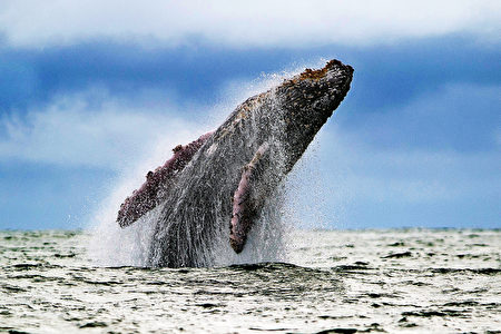 哥伦比亚附近太平洋海域，一头座头鲸跃出海面。座头鲸每年都会从南极半岛迁徙8500公里到哥伦比亚生小座头鲸。(Luis ROBAYO/AFP)