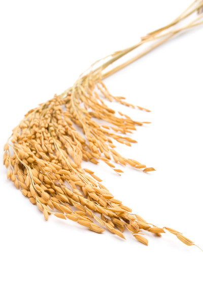 稻穀（Fotolia）