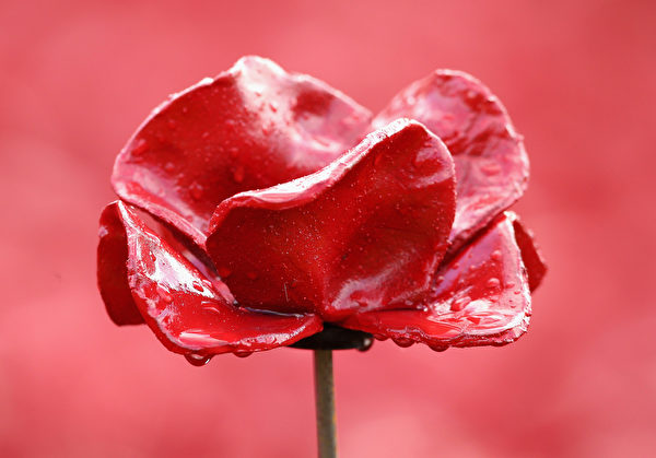 每一朵罂粟花都代表一个一战中死亡的英国或英国移民地国家战士。 (Chris Jackson - WPA Pool/Getty Images)
