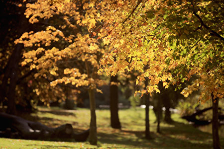 10月16日，英國利物浦的塞夫頓公園美麗秋色。（Christopher Furlong／Getty Images）