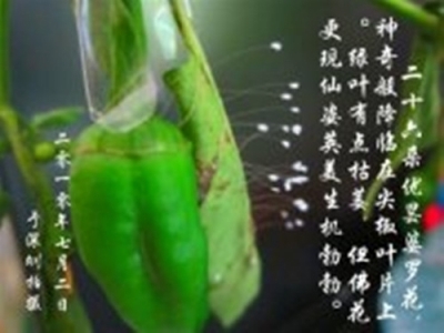 2010年7月2日，大陆法轮功学员一梅把亲属家一束尖椒叶片上绽放26朵优昙婆罗花的枝杈，插在饮料空瓶里。（正见网）

