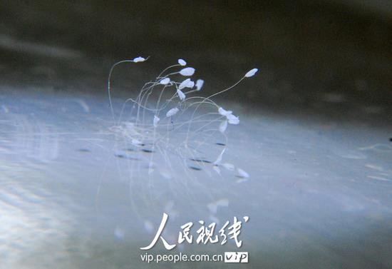 2010年2月，江西九江一居民住所发现18朵优昙婆罗花，大陆媒体都做了报导，承认是“仙界极品”，实属罕见。（网络截图）