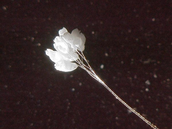 在400倍的电子显微镜下的优昙婆罗花，花茎呈现透明。（履安/大纪元）