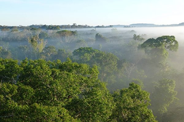 亞馬遜雨林。（公視提供）