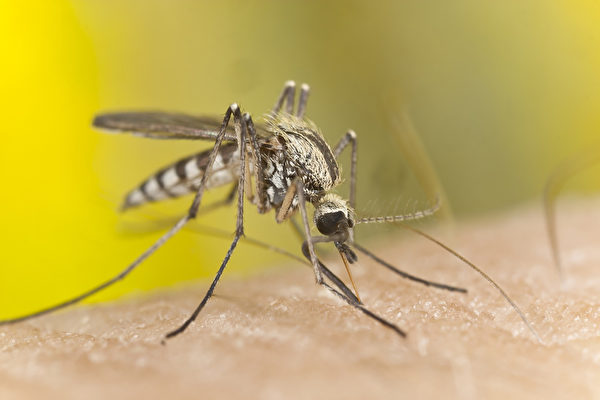 美国一名女子因感染了食肉菌，不得不截去一条腿，而造成她感染食肉菌的原因竟然是被感染的蚊子叮咬了一口。(Fotolia)