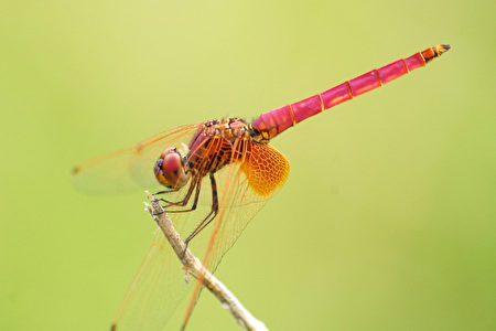 蜻蜓（摄影:王嘉益 / 大纪元）