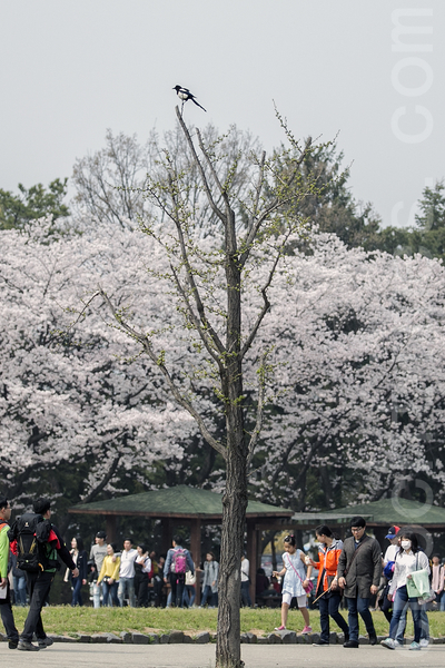 韩国首尔大公园举行樱花庆典（4，8日～17日），国内外游客被樱花烂漫春意浓浓的大自然陶醉。(全景林/大纪元)