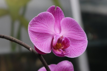 美国国家植物园举行“聚焦兰花”主题展览，数百种兰花含苞吐蕊竞芬芳。（何伊/大纪元）
