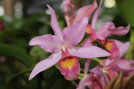 美国国家植物园举行“聚焦兰花”主题展览，数百种兰花含苞吐蕊竞芬芳。（何伊/大纪元）