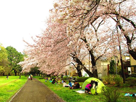 帶著輕便帳篷「花見」，櫻花木下小憩。4月3日適逢星期日，東京野川公園裡的草地上、川邊的櫻花木下，散布著「花見」和春遊踏青嬉戲人群。滿園櫻花開盛，一片清明爽朗之氣報告春滿天地的消息。（容乃加／大紀元）（容乃加／大紀元）