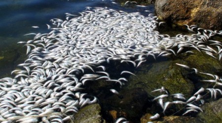 2011年3月8日清晨，南加州雷東多海灘市的國王港 (King Harbor) 出現大量死魚，初步調查顯示死因是缺氧。(劉菲/大紀元)