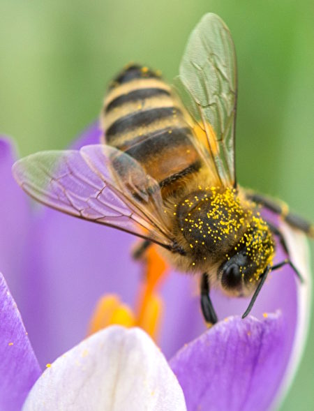 花粉会通过风和各种昆虫传播出去。
