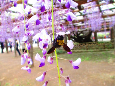 时过境迁一千二百岁，紫藤花开，年年蜂儿依依来徘徊。雅致古风尚，代代袭传。