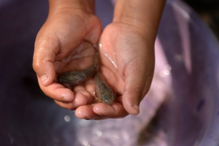 加州衛生部門正在向居民發放可吞食蚊蟲卵的魚。（MARVIN RECINOS/AFP/Getty Images）