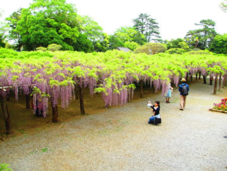 “牛岛之藤”园中一千二百岁紫藤木，藤蔓开花广布七百平方米，图为一部分。（可容／大纪元）