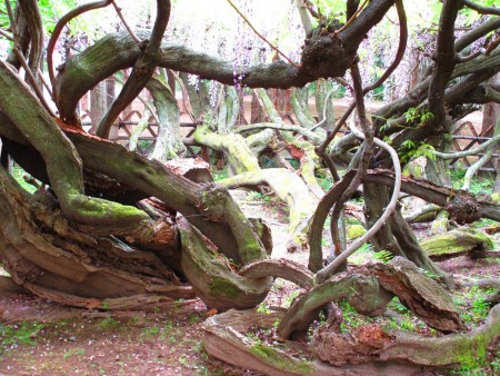 “牛岛的藤”园中日本国指定的特别天然纪念保存木，一千两百岁紫藤盘绕扭曲的根部。（可容／大纪元）