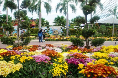 馬來西亞年度花卉盛會「2016年布城皇家花卉園藝節」在布城第四區隆重舉行。菊花被選定為今年的主題花。 （楊曉慧／大紀元）