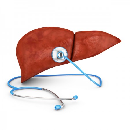  肝脏和一个听诊器（fotolia）