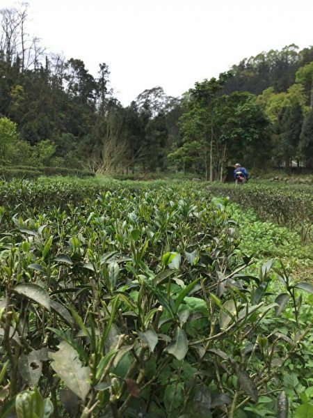 茶园以自然农法有机方式耕作。（佐京茶陶提供）
