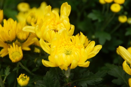 菊花被主辦方選定為今年布城皇家花卉園藝節的主題花。 （楊曉慧／大紀元）