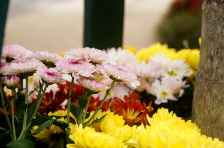 菊花被主辦方選定為今年布城皇家花卉園藝節的主題花。 （楊曉慧／大紀元）
