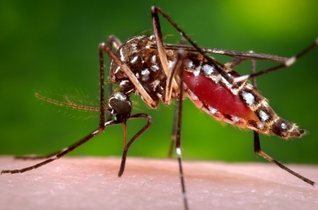 图：兹卡病毒通过蚊虫传播。