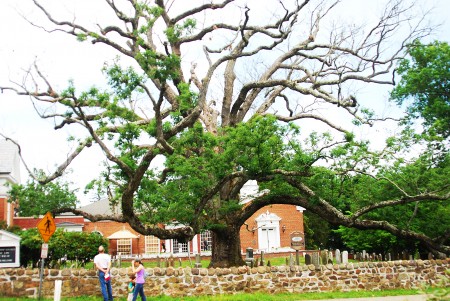 圖：新州巴斯金里奇（Basking Ridge）市的600多歲的白橡樹。（謝凌/大紀元）