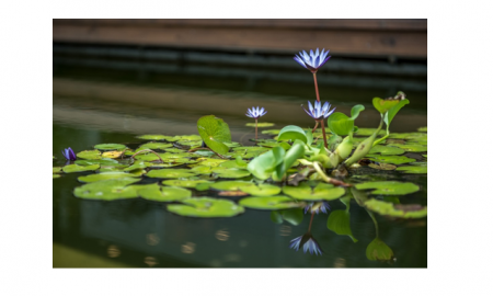 生态池的观音莲，据说，用黑糖喂养，才能开出健康饱满的花朵。（空几何提供）