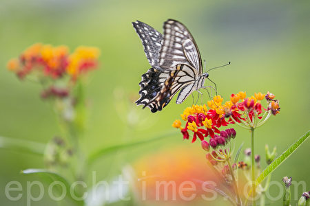 首尔森林公园（首尔之森）旅游好去处。图为蝴蝶庭院里的蝴蝶。（全景林／大纪元）